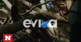 Συναγερμός, Εύβοια, Δέντρο,synagermos, evvoia, dentro