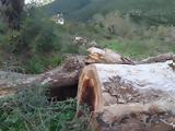 Λαμία, Θανατηφόρα,lamia, thanatifora