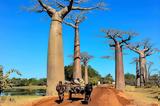 Πού, Μαδαγασκάρη,pou, madagaskari