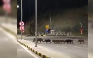 Λαμία, Πονοκέφαλος, Περιπολίες, lamia, ponokefalos, peripolies