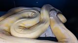 Πύθωνας,pythonas