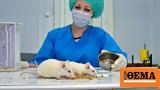 Drugs Can Now Be Tested On Humans For FDA Approval Without Animal Trials First,