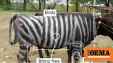 Painting Zebra,