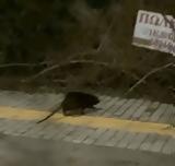 Μυοκάστορας, Αλεξανδρούπολης…VIDEO,myokastoras, alexandroupolis…VIDEO