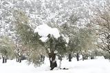 Πολική, Ιταλία, Ελλάδα –, Κλέαρχου Μαρουσάκη,poliki, italia, ellada –, klearchou marousaki