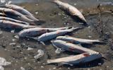 Τα «παντοτινά χημικά»,οι κίνδυνοι για την υγεία μας και πώς μολύνονται τα ψάρια