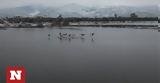 Κακοκαιρία Μπάρμπαρα, Στερεά Ελλάδα, Flamingos,kakokairia barbara, sterea ellada, Flamingos