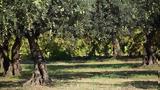 Ελιά, Σύγχρονες,elia, sygchrones