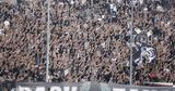 ΠΑΟΚ,paok