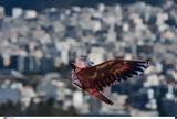 Καθαρά Δευτέρα 2023, Ποια,kathara deftera 2023, poia