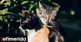Έξαλλοι, Βρετανία, Τζόνσον, Covid,exalloi, vretania, tzonson, Covid
