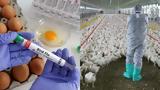 Γρίπη, Κρούσμα H5N1, Κίνα – Φόβοι,gripi, krousma H5N1, kina – fovoi