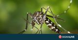 Κύπρος, Ανησυχία, Aedes,kypros, anisychia, Aedes