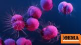 Bacteria,