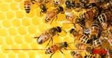 Οι μέλισσες,πηγή πληροφοριών για την υγεία των κατοίκων των πόλεων