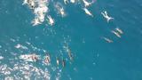 Χαβάη, 33 Κολυμβητές, [βίντεο],chavai, 33 kolymvites, [vinteo]