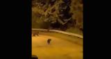 Αρκούδα, Καλλιθέας, Καστοριά…VIDEO,arkouda, kallitheas, kastoria…VIDEO