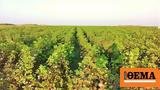 Vineyards, Attica,Their Long History