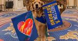 Μαραθώνιος Βοστόνης, Εκατό Golden Retrievers,marathonios vostonis, ekato Golden Retrievers