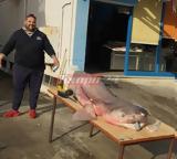 Πάτρα, Πήγαν,patra, pigan