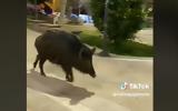 Αγριογούρουνο, Θεσσαλονίκη VIDEO,agriogourouno, thessaloniki VIDEO