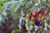 Ντομάτες, Έρχονται,ntomates, erchontai