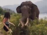 Ελέφαντας, - Σοκαριστικό,elefantas, - sokaristiko