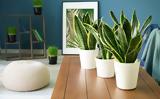 Σανσεβιέρια,sansevieria