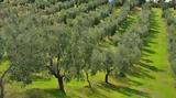 Έξυπνοι Ελαιώνες Smart Olive Farm,exypnoi elaiones Smart Olive Farm