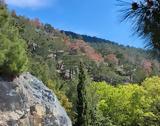 Λέσβος, Κραυγή, Δασική Υπηρεσία,lesvos, kravgi, dasiki ypiresia