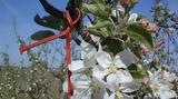 ΚΟΜΦΟΥΖΙΟ, Αναρτήθηκαν, ΟΠΕΚΕΠΕ,komfouzio, anartithikan, opekepe