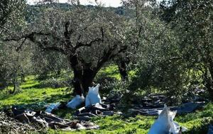 Σε υψηλό 26 ετών έχουν σκαρφαλώσει οι τιμές του ελαιολάδου