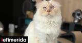 Met Gala,Karl Lagerfeld Choupette