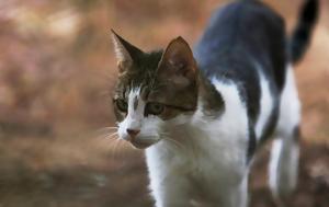 Kτηνωδία, Λάρισα, Δηλητηρίασαν, Ktinodia, larisa, dilitiriasan