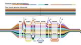 DNA-, -γονιδιώματος,DNA-, -gonidiomatos