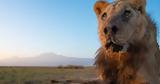 Κένυα, Σκότωσαν, Λουνκίτο,kenya, skotosan, lounkito