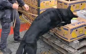 Μπλόκο, ΐνης, 800, Ιταλίας, bloko, ΐnis, 800, italias
