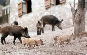 Αγέλη …εισέβαλε, Χαλκίδα, ageli …eisevale, chalkida