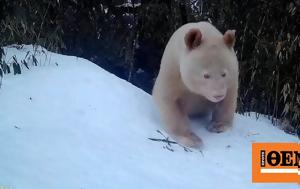 Κίνα, Σπάνιες, -αλμπίνο, kina, spanies, -albino