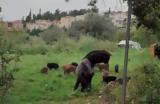 Θεσσαλονίκη, Οικογένεια, Πανόραμα,thessaloniki, oikogeneia, panorama