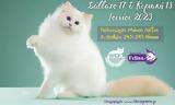 CatExpo2023,