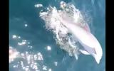 Δελφίνια, Θεσσαλονίκη VIDEO,delfinia, thessaloniki VIDEO