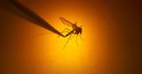 Δάγκειος, Zika, Νόσος Τσικονγκούνια, Προειδοποίηση ECDC,dagkeios, Zika, nosos tsikongkounia, proeidopoiisi ECDC