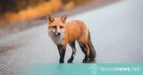 Απίστευτο, Κάπη Λέσβου, Νεκρή,apistefto, kapi lesvou, nekri