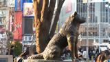 Hachiko,100