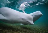 Brian Skerry, Αντίπαρο,Brian Skerry, antiparo