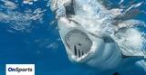 Οι καρχαρίες των ελληνικών θαλασσών και οι θανατηφόρες επιθέσεις σε λουόμενους,