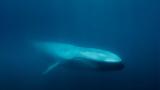 Blue Whales, Return,Giants