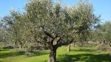 Εκτεταμένες, Πηλίου,ektetamenes, piliou