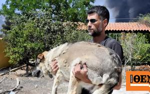 Ο βουβός πόνος των ζώων και η μάχη των φιλόζωων εθελοντών σε εικόνες